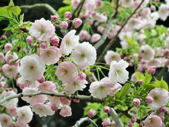 Prunus 'Ichiyo', Japanese Flowering Cherry 'Ichiyo', Cherry 'Ichiyo', Prunus serrulata f. unifolia, Pink flowers, Spring Flowers, White flowers